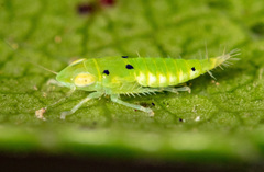 Synophropsis lauri