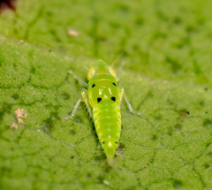 Synophropsis lauri
