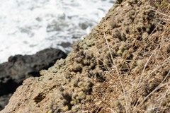 Mammillaria mazatlanensis