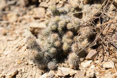 Mammillaria mazatlanensis