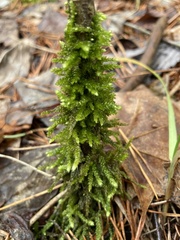 Bryoandersonia