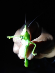 Copiphora brevicauda