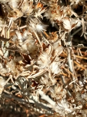 Tetradymia comosa