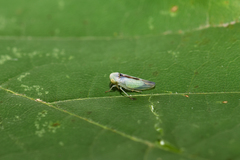 Viridicerus ustulatus