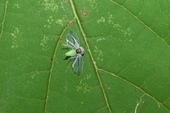 Viridicerus ustulatus