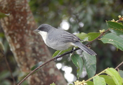 Microspingus cinereus