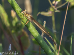Platycnemis dealbata