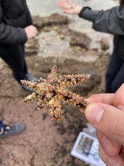 Coscinasterias tenuispina