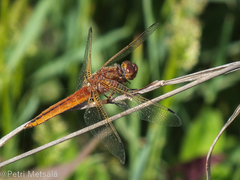 Libellula pontica