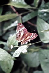 Anartia
