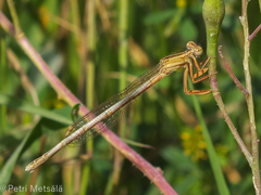 Platycnemis dealbata