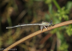 Platycnemis dealbata