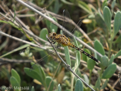 Diplacodes lefebvrii