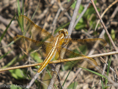 Crocothemis servilia