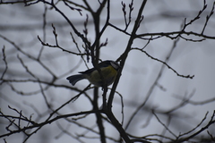 Cyanistes caeruleus