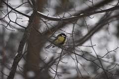Parus major