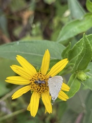 Eicochrysops hippocrates