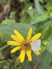 Eicochrysops hippocrates