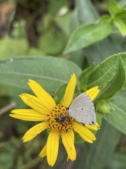 Eicochrysops hippocrates