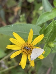 Eicochrysops hippocrates