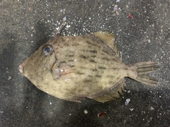 Stephanolepis cirrhifer