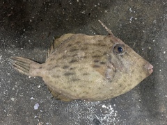 Stephanolepis cirrhifer