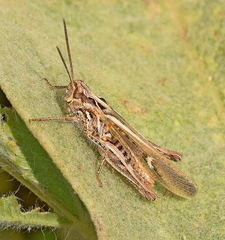 Chorthippus maritimus maritimus
