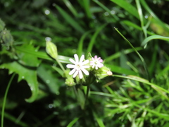 Silene decipiens