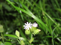 Silene decipiens
