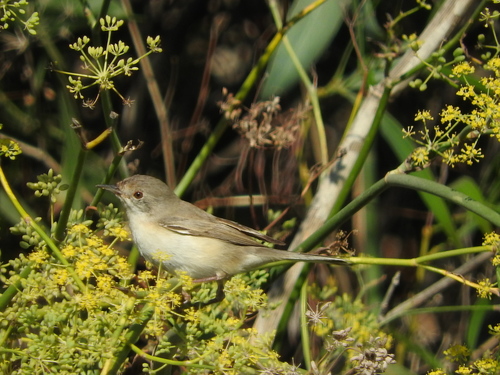 Curruca cantillans