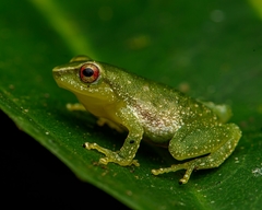 Pristimantis omeviridis