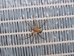 Cheiracanthium virescens