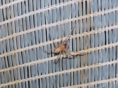 Cheiracanthium striolatum