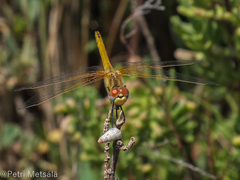 Sympetrum fonscolombii