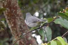 Microspingus cinereus