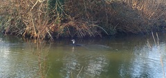 Phalacrocorax carbo