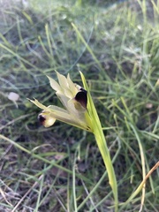 Iris tuberosa