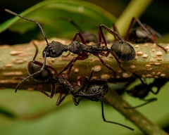 Dolichoderus attelaboides