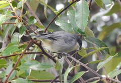 Microspingus cinereus