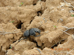 Lethrus apterus