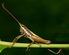 Trybliophorus peruvianus