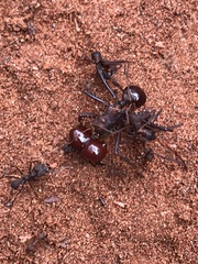 Atta laevigata