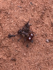 Atta laevigata