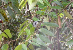 Microspingus cinereus