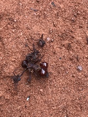 Atta laevigata