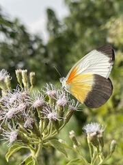 Mylothris chloris chloris