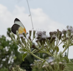 Mylothris chloris chloris
