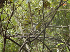 Microspingus cinereus