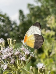Mylothris chloris chloris