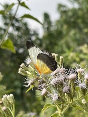 Mylothris chloris chloris